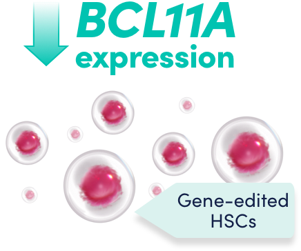 Gene-edited CD34+ HSCs have reduced expression of BCL11A specifically in erythroid lineage cells