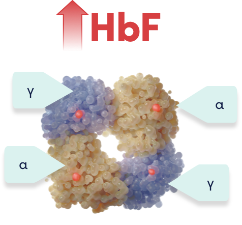 Increased HbF expression